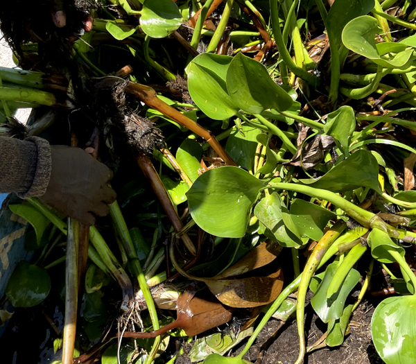 Developing a family of high-end packaging solutions made with sustainable local materials